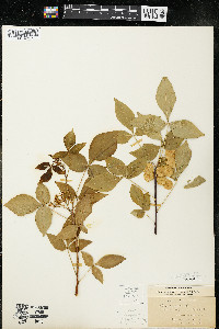 Ptelea trifoliata subsp. trifoliata var. trifoliata image