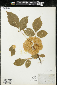 Ptelea trifoliata subsp. trifoliata var. trifoliata image