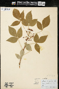 Ptelea trifoliata subsp. trifoliata var. trifoliata image