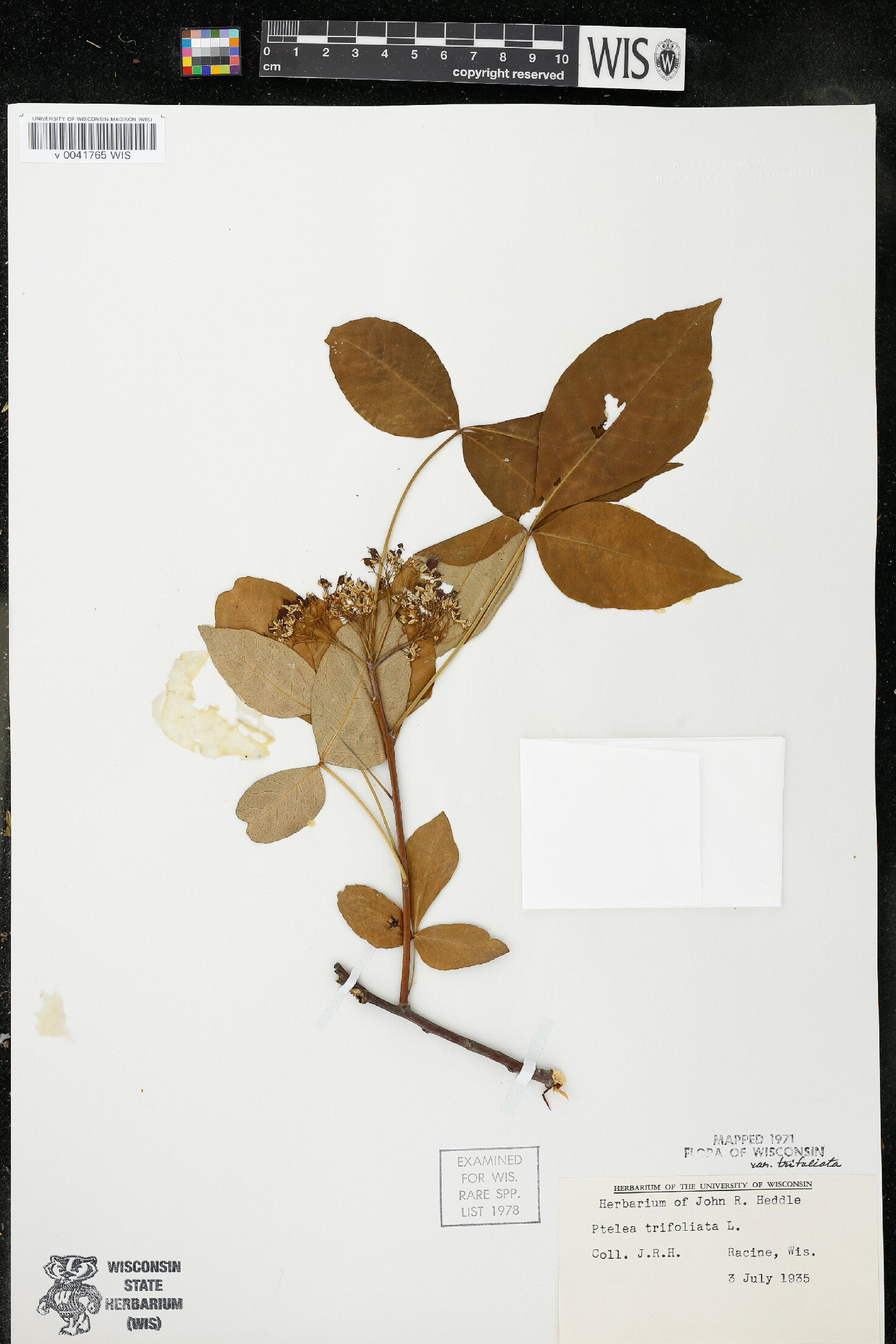 Ptelea trifoliata subsp. trifoliata var. trifoliata image