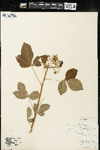 Ptelea trifoliata subsp. trifoliata var. trifoliata image