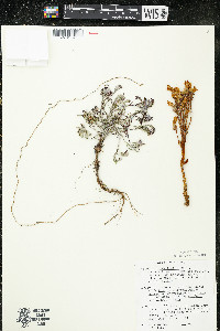 Orobanche fasciculata image