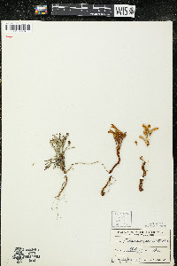 Orobanche fasciculata image