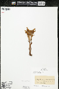 Orobanche fasciculata image