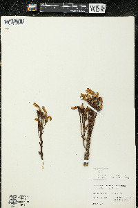 Orobanche fasciculata image