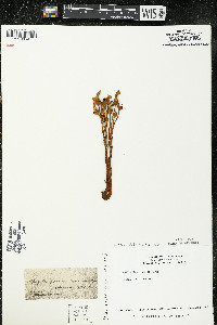 Orobanche fasciculata image