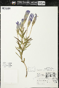 Gentianopsis virgata image