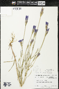 Gentianopsis virgata image