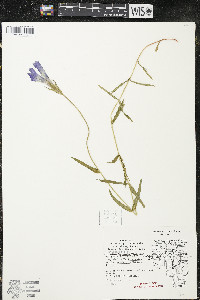 Gentianopsis virgata image