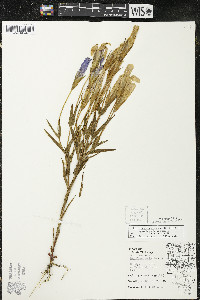 Gentianopsis virgata image