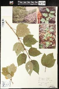 Viburnum edule image