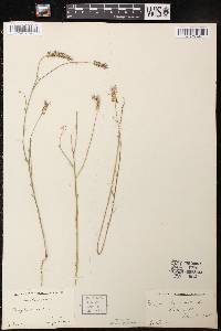 Polygala incarnata image