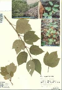 Viburnum edule image