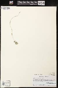 Draba cana image