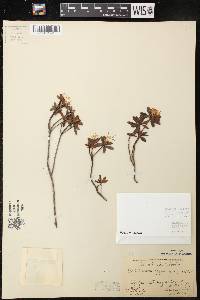 Rhododendron lapponicum image
