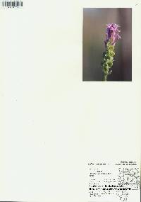 Polygala incarnata image