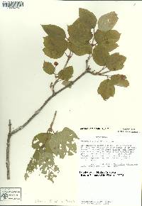 Viburnum edule image