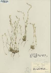 Draba cana image