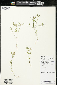 Polygala cruciata image