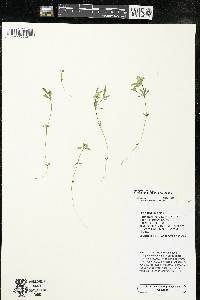 Polygala cruciata image