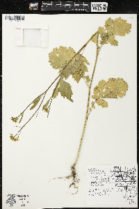 Brassica juncea image