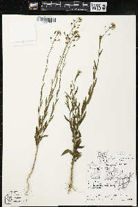 Camelina microcarpa image