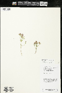 Polygala cruciata image