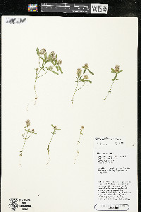 Polygala cruciata image