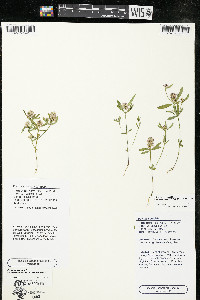 Polygala cruciata image