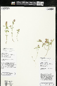 Polygala cruciata image