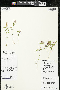 Polygala cruciata image