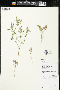 Polygala cruciata image