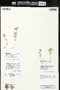 Polygala cruciata image