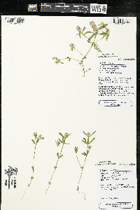 Polygala cruciata image