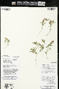 Polygala cruciata image