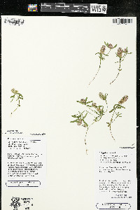 Polygala cruciata image