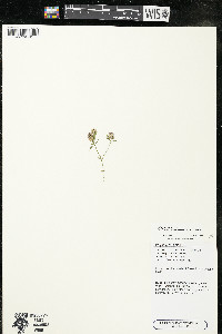 Polygala cruciata image