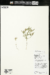 Polygala cruciata image