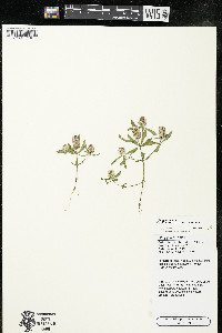 Polygala cruciata image