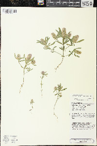 Polygala cruciata image