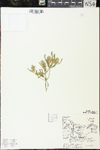 Polygala cruciata image