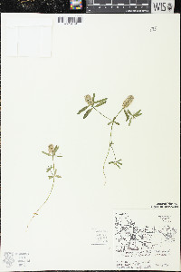 Polygala cruciata image