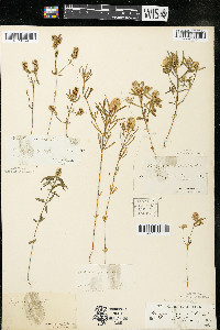 Polygala cruciata image