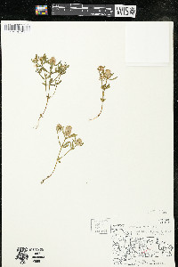 Polygala cruciata image