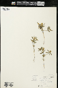 Polygala cruciata image