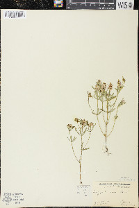 Polygala cruciata image