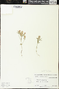 Polygala cruciata image