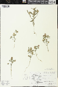 Polygala cruciata image