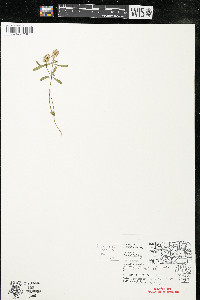 Polygala cruciata image