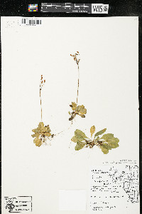 Primula mistassinica image